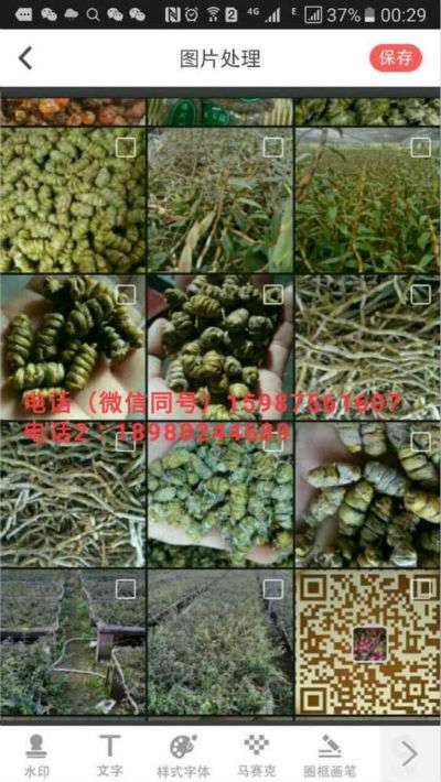 云南德宏州铁皮石斛|你不知道的秘密!【大揭秘】