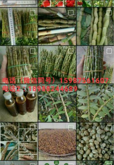 云南德宏州铁皮石斛|你不知道的秘密!【大揭秘】