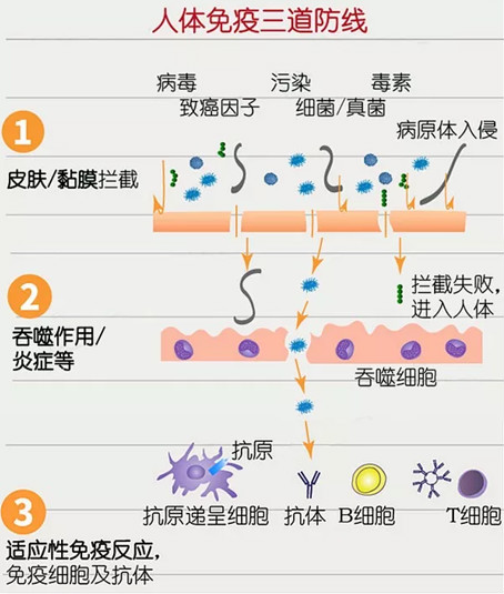 没有特效药,提升免疫力才是抵抗病毒的良药