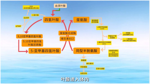 科普:补充叶酸防卒中靠谱吗